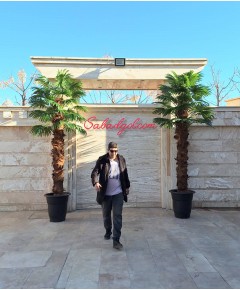 درخت پالم مصنوعی